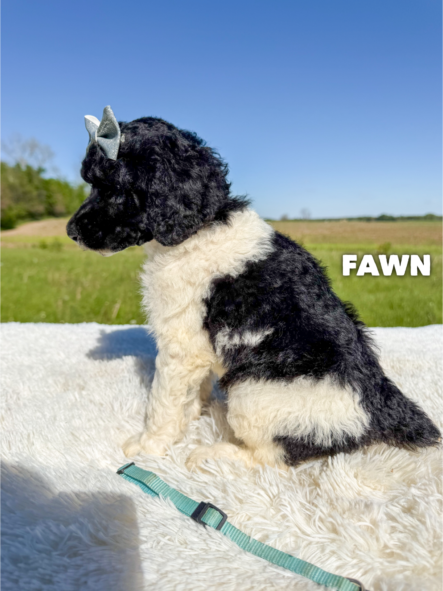 Fawn 3